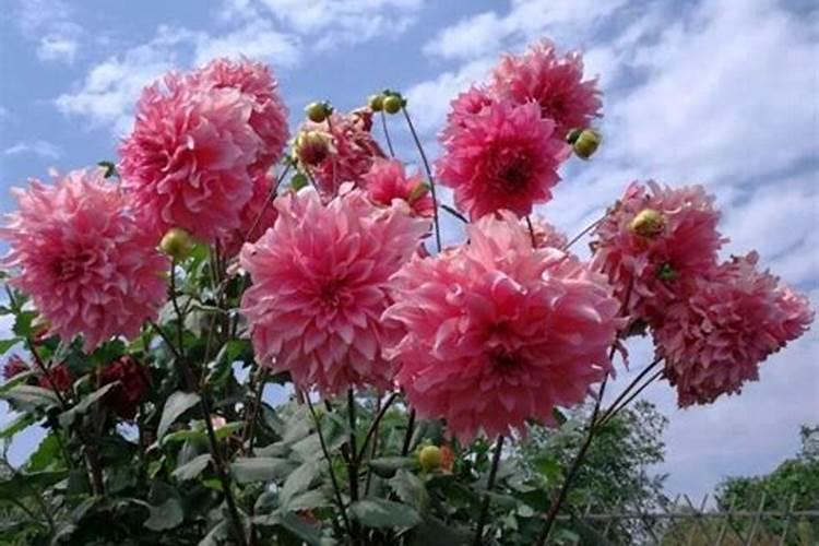 大丽花如何施肥