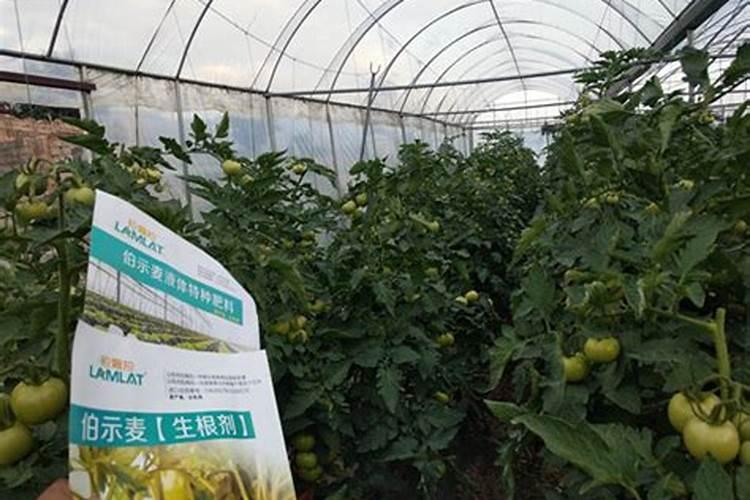 冬季为什么给树木施肥