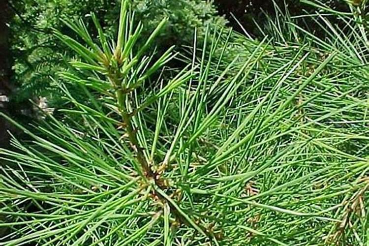 白皮松用什么肥料好？