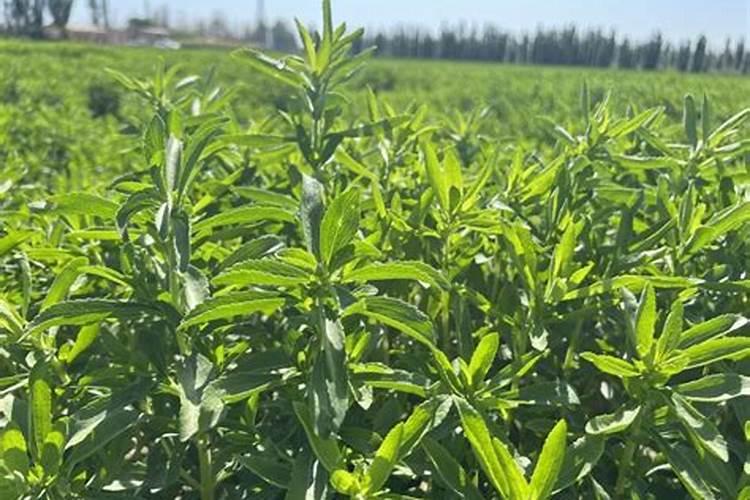 甜叶菊叶子干枯怎么回事？