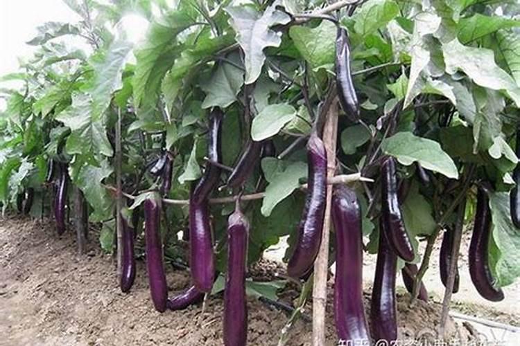 奇幻番剧《重启良田》的剧情设计你觉得怎么样？