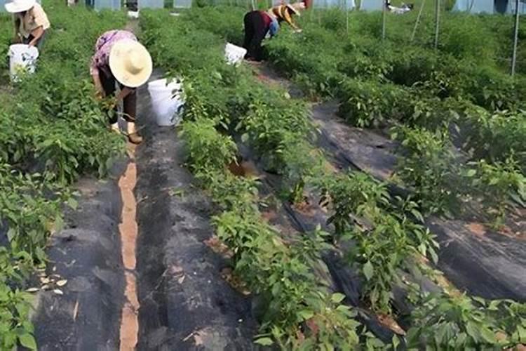 辣椒种植多久施肥不烧根