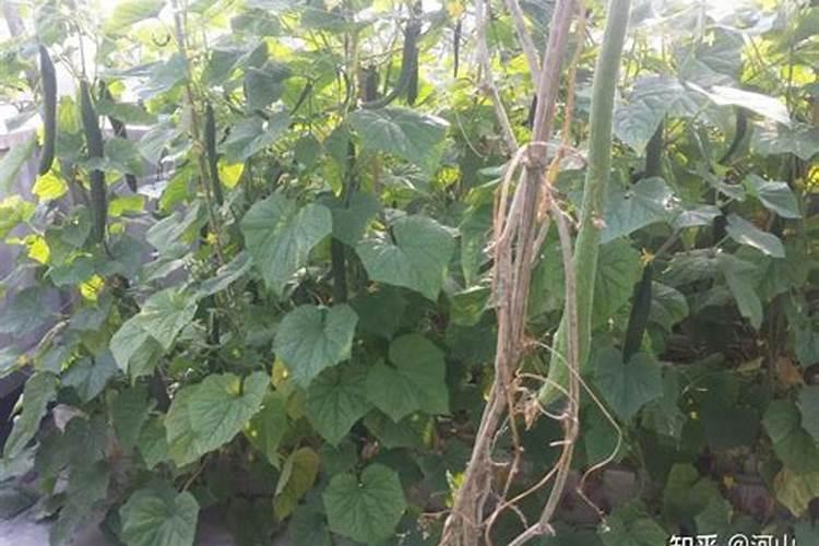 黄瓜几天一浇水几天一施肥