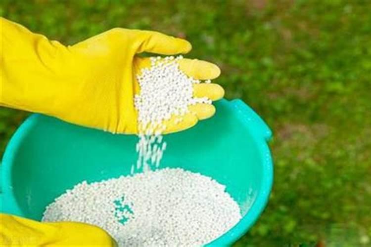 金枝玉叶用什么肥料最好