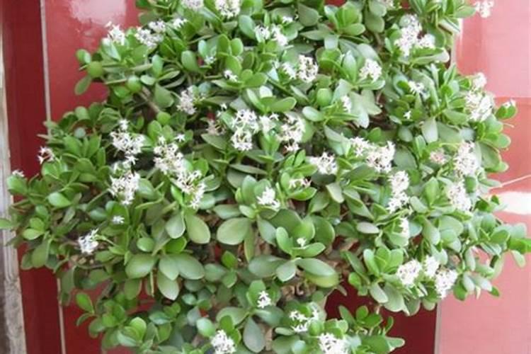 颗粒状的平衡型水溶肥有哪些