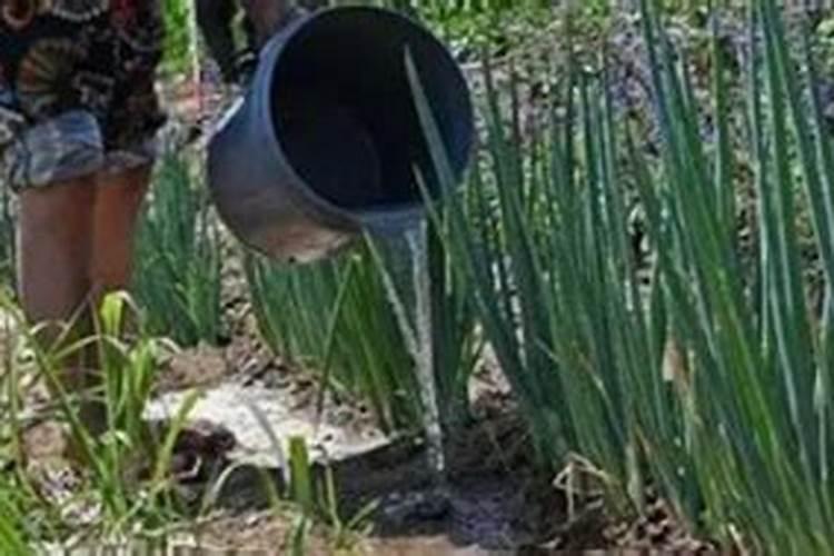 中国叶面肥十大品牌