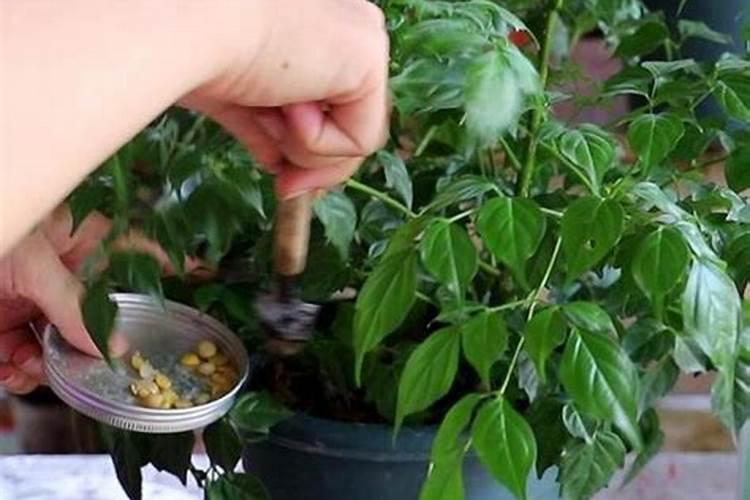 水溶肥知名品牌有哪些？