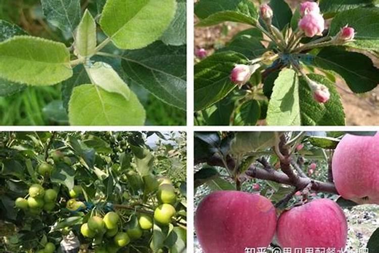 苹果开春花前用什么肥料