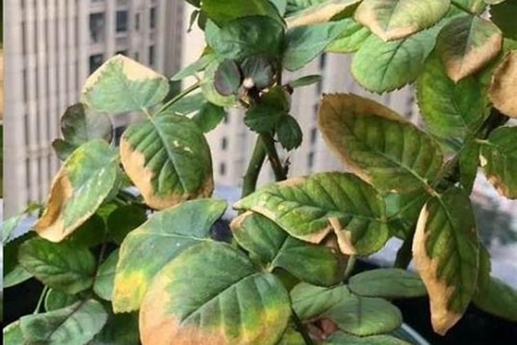 水溶肥怎么使用 水溶肥正确使用方法