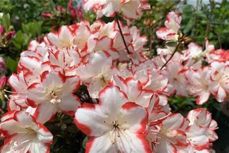 杜鹃花立秋后应怎样养