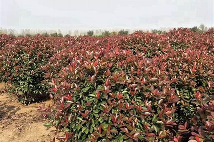 红叶石楠怎么施肥