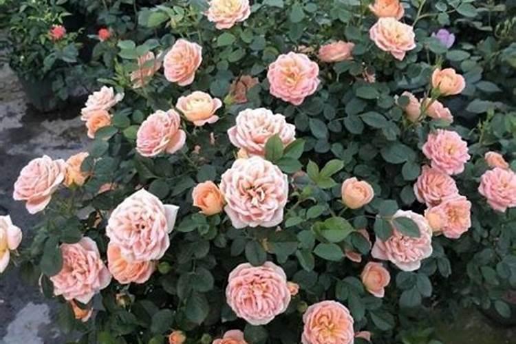 月季生长缓慢是什么原因造成的 怎么解决