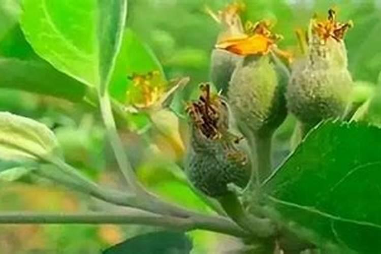 拔胡萝卜的时候是把叶子还是拔它的果实？