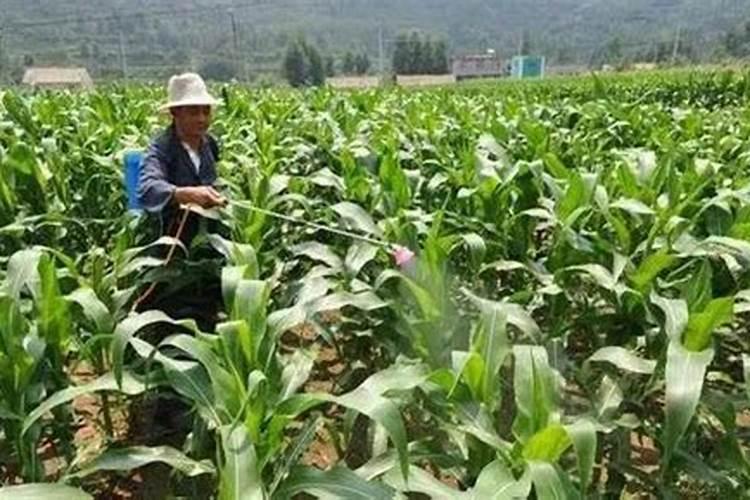 两年的杨树怎么施肥？