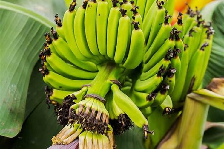 香蕉用什么肥料好