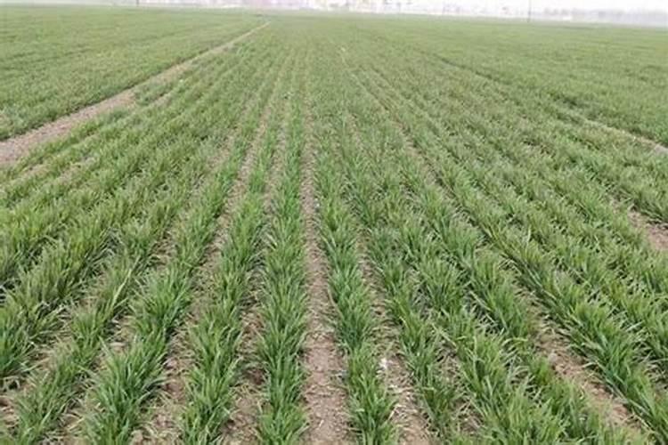 翡翠萝卜的做法