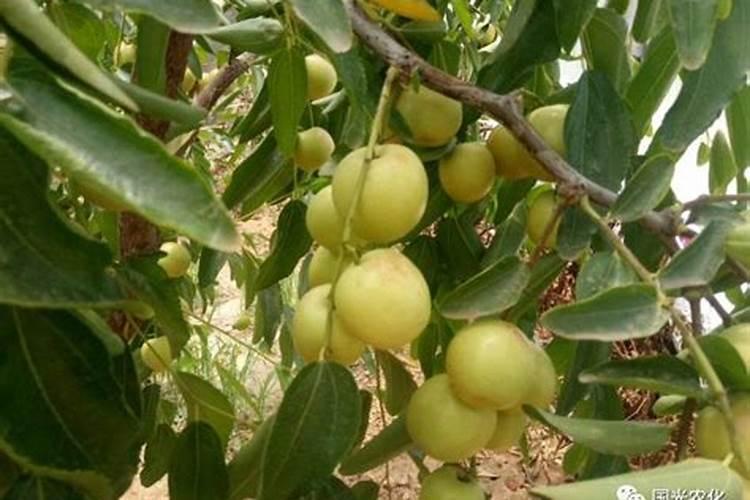 甜能靓在冬枣上怎么用