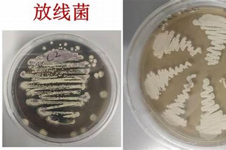 磷肥哪里能买到
