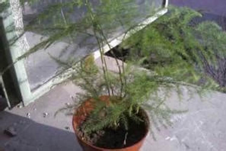 如何能让文竹一直绿油油的,不黄叶