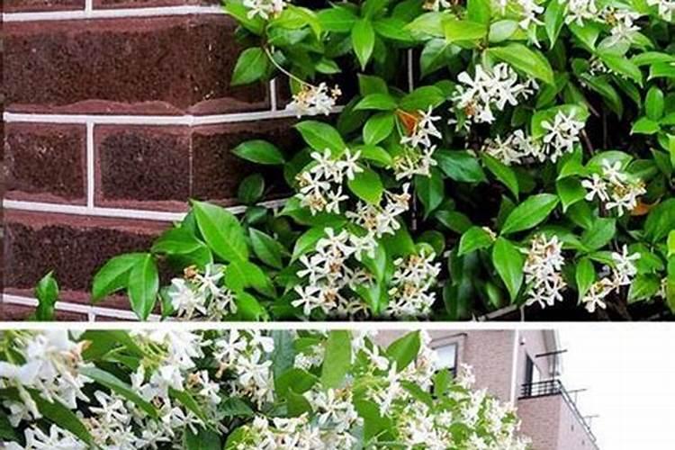 怎样让风车茉莉爬藤快