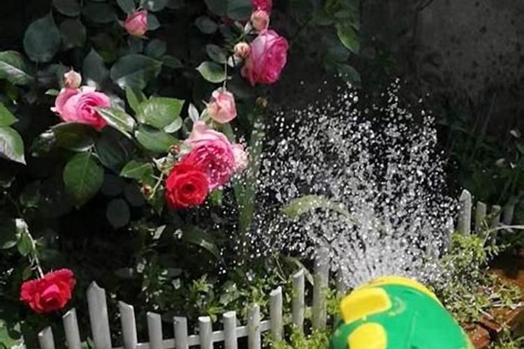 钾肥最高含量是多少