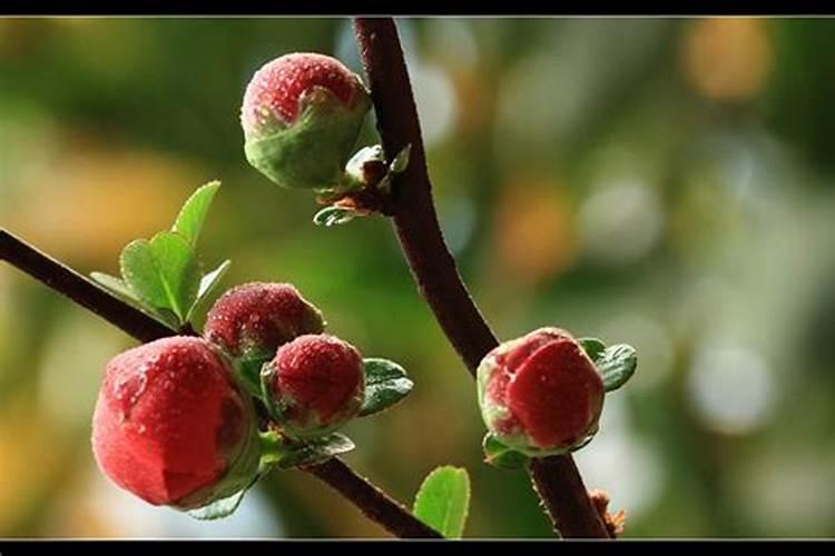 长寿冠海棠花开完花后该怎么处理