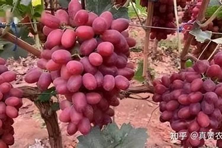 油菜施什么肥好