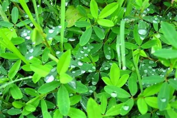 使用绿贝氨基酸水溶肥的见效快吗？