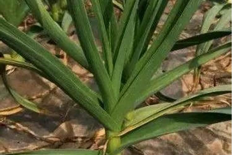 花叶出现白粉怎么办？