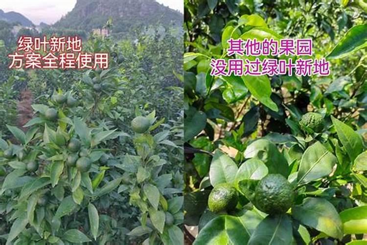 粉末香精和液体香精同时使用需要注意什么xij