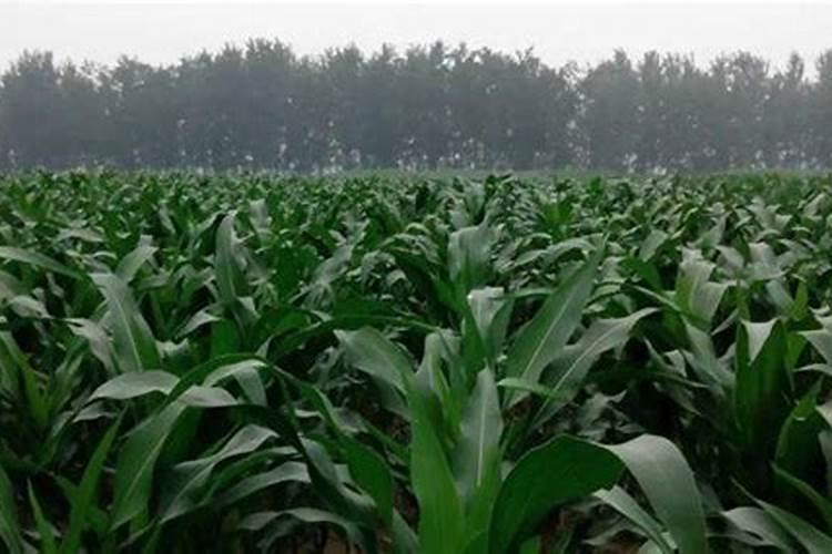 玉米打什么叶面肥增产