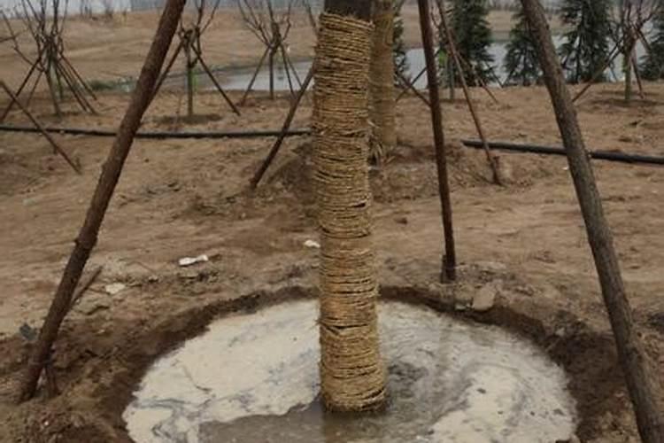 如何防止多肉徒长？