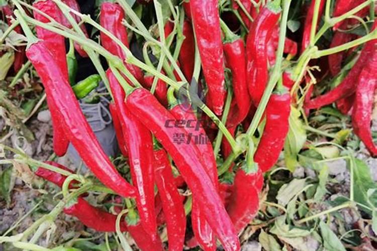 辣椒开花结果期用什么肥料