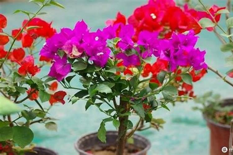 化肥有哪几种？常见肥料的种类特点及作用