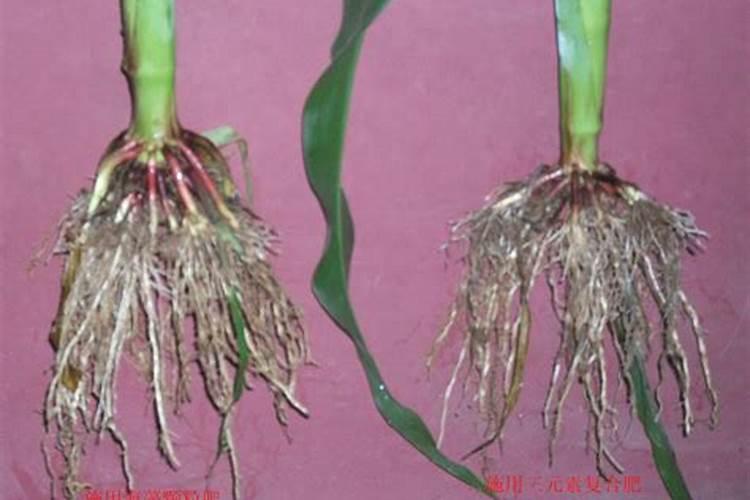骨粉钙肥的施用方法请回答