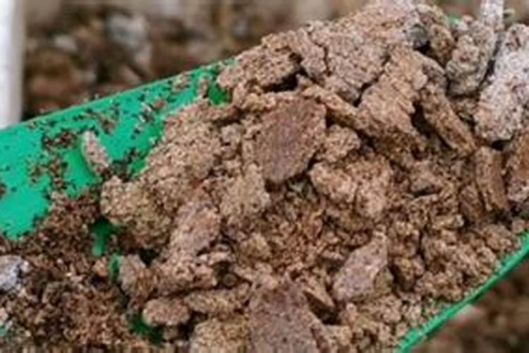 水培植物放什么长得好,可以放复合肥吗