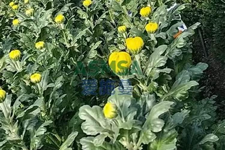 如何让菊花的花枝粗壮