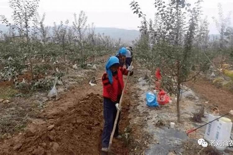 月季花新叶瘦小弯曲