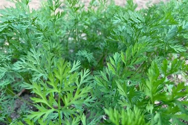 种胡萝卜是不是种子和肥料一起下地里吗？