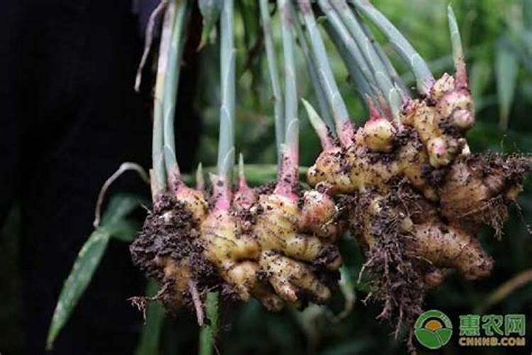 生姜种植前如何施底肥