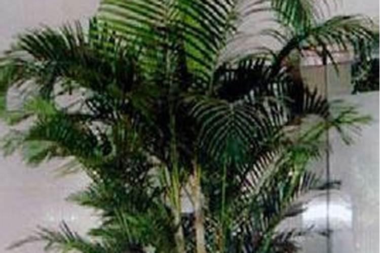 凤尾竹的养殖方法