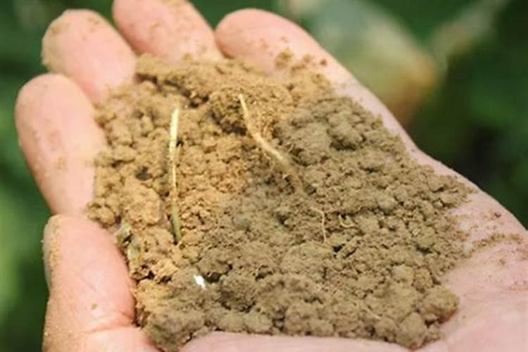 豆类根部长着像球状是什么谢谢了,大神帮忙啊