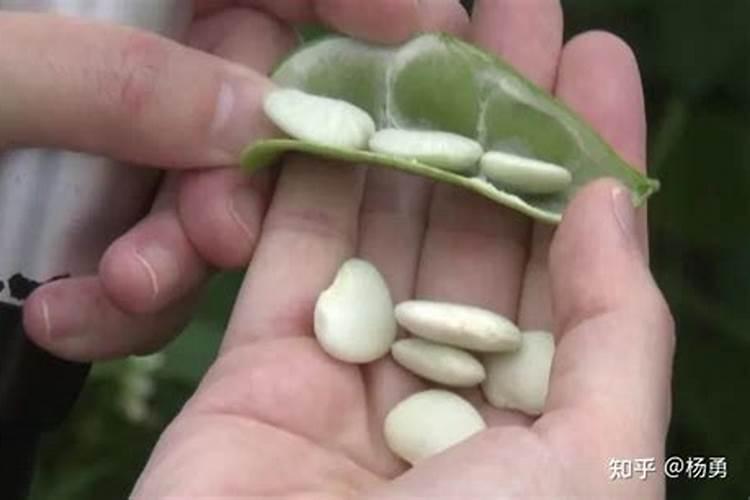 茉莉花施什么肥最好 适合用什么肥料