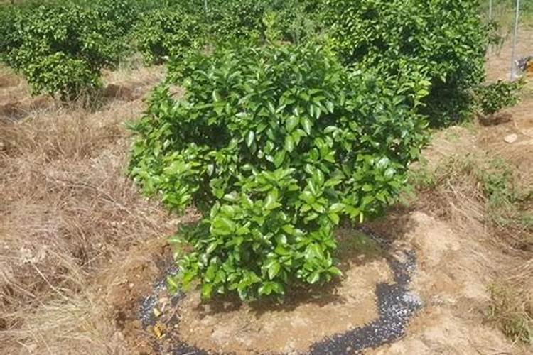 橘树如何施肥好？