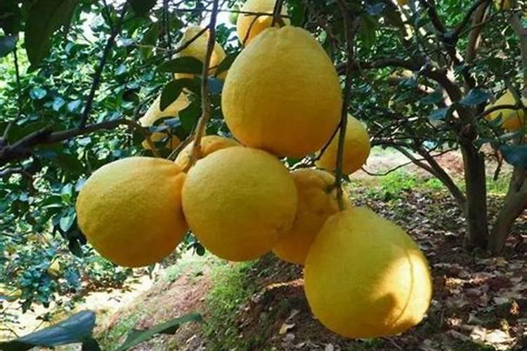 水溶肥排名前十位的有哪些品牌