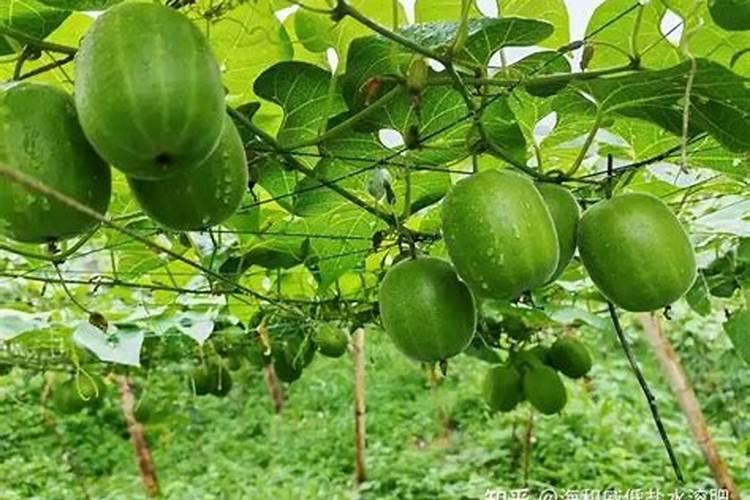 玉米一次性施肥氮磷钾怎么配合