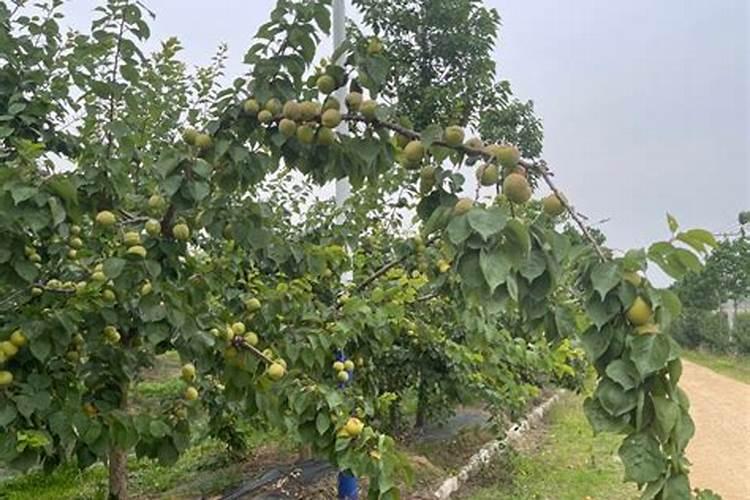 养花用什么肥料好？该怎么样选择？