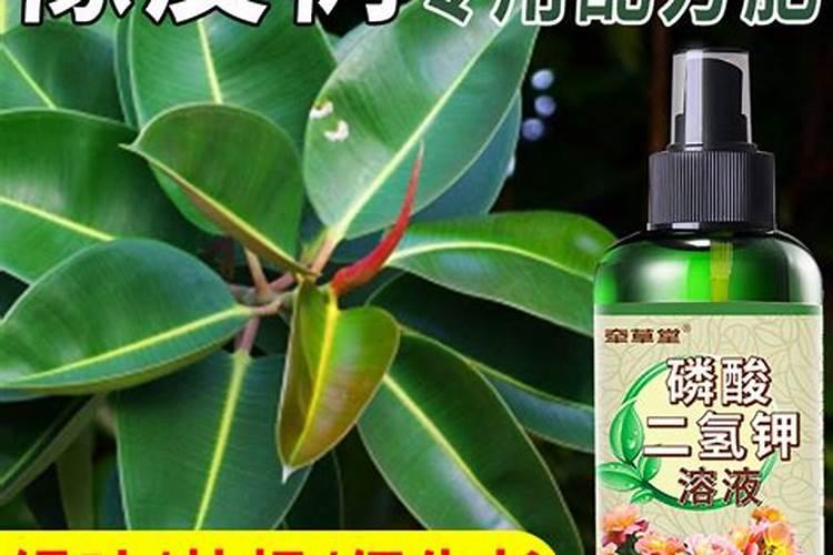 江苏盐城滨海种什么品种葡萄