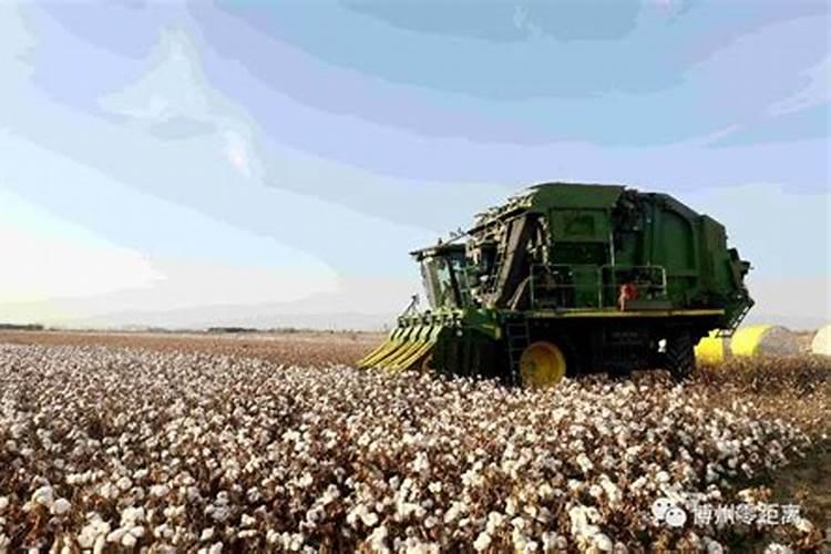 棉花高度一米三怎么施肥