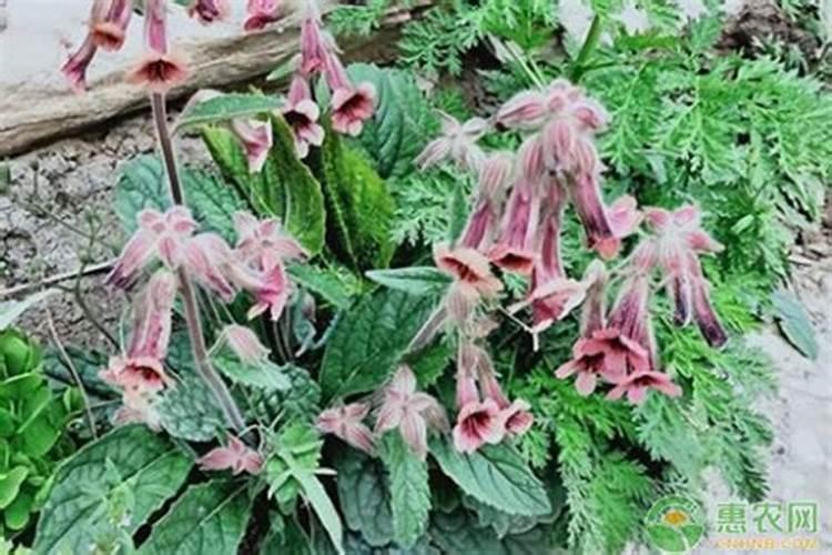 地黄种植在田间,该如何管理？